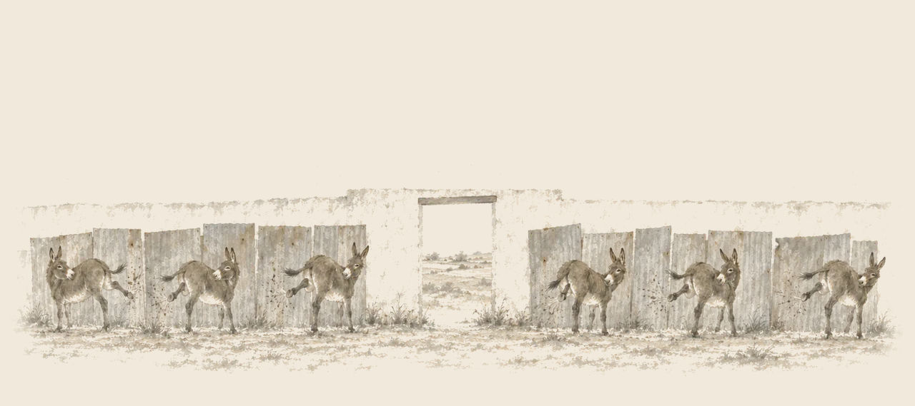 A row of donkeys kicks their hind hooves against sheets of tin hung before a low whitewashed wall that has an open gateway in the middle.