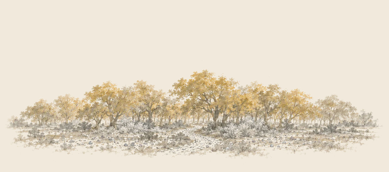 The edge of the Metal Forest, a wide stand of great gold-leaved trees with silver bushes beneath them, and a path leading in between them.